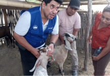 Más de 100 productores reciben apoyo técnico para mejorar la ganadería caprina en Piura Más de 100 productores reciben apoyo técnico para mejorar la ganadería caprina en Piura