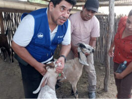 Más de 100 productores reciben apoyo técnico para mejorar la ganadería caprina en Piura Más de 100 productores reciben apoyo técnico para mejorar la ganadería caprina en Piura