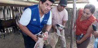 Más de 100 productores reciben apoyo técnico para mejorar la ganadería caprina en Piura Más de 100 productores reciben apoyo técnico para mejorar la ganadería caprina en Piura