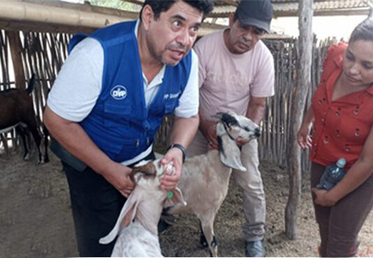 Más de 100 productores reciben apoyo técnico para mejorar la ganadería caprina en Piura Más de 100 productores reciben apoyo técnico para mejorar la ganadería caprina en Piura