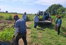 INIA implementa parcelas de maracuyá en Piura como alternativa frente al Fusarium R4T INIA implementa parcelas de maracuyá en Piura como alternativa frente al Fusarium R4T