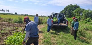INIA implementa parcelas de maracuyá en Piura como alternativa frente al Fusarium R4T INIA implementa parcelas de maracuyá en Piura como alternativa frente al Fusarium R4T