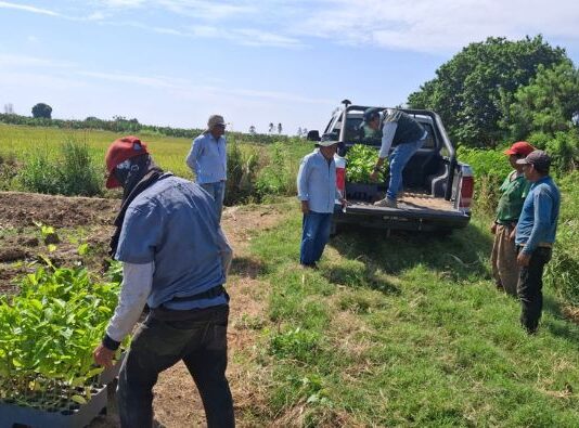 INIA implementa parcelas de maracuyá en Piura como alternativa frente al Fusarium R4T INIA implementa parcelas de maracuyá en Piura como alternativa frente al Fusarium R4T