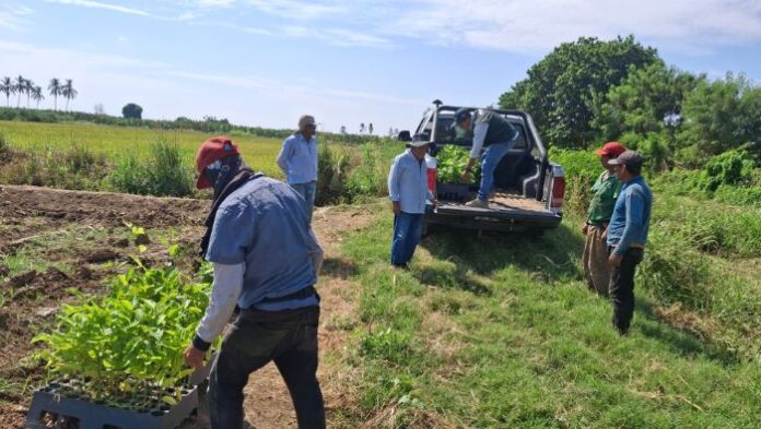 INIA implementa parcelas de maracuyá en Piura como alternativa frente al Fusarium R4T