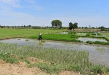 Piura: crisis del arroz evidencia necesidad de fortalecer la planificación de cultivos Piura: crisis del arroz evidencia necesidad de fortalecer la planificación de cultivos