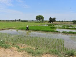 Piura: crisis del arroz evidencia necesidad de fortalecer la planificación de cultivos Piura: crisis del arroz evidencia necesidad de fortalecer la planificación de cultivos