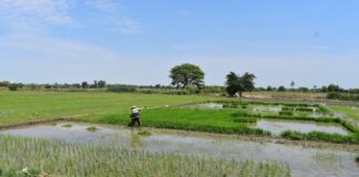 Piura: crisis del arroz evidencia necesidad de fortalecer la planificación de cultivos Piura: crisis del arroz evidencia necesidad de fortalecer la planificación de cultivos