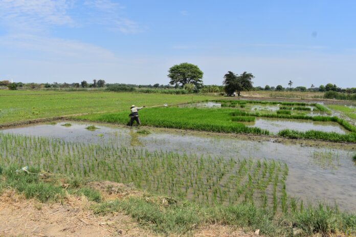 Piura: crisis del arroz evidencia necesidad de fortalecer la planificación de cultivos