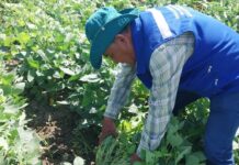 Promueven cultivo de soya en Sechura por su potencial alimentario y productivo Promueven cultivo de soya en Sechura por su potencial alimentario y productivo