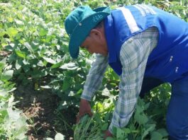 Promueven cultivo de soya en Sechura por su potencial alimentario y productivo Promueven cultivo de soya en Sechura por su potencial alimentario y productivo