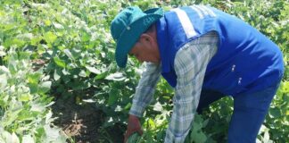 Promueven cultivo de soya en Sechura por su potencial alimentario y productivo Promueven cultivo de soya en Sechura por su potencial alimentario y productivo