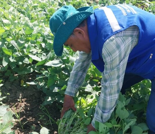 Promueven cultivo de soya en Sechura por su potencial alimentario y productivo Promueven cultivo de soya en Sechura por su potencial alimentario y productivo