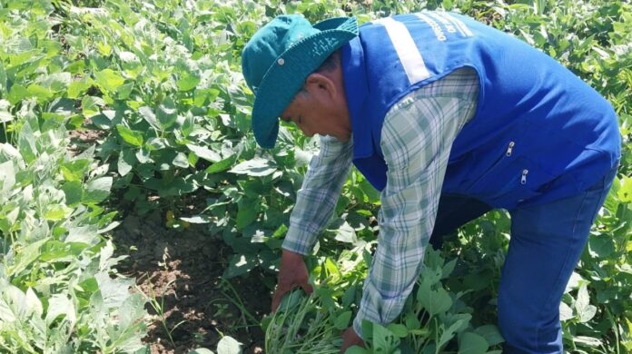 Promueven cultivo de soya en Sechura por su potencial alimentario y productivo