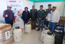 INIA transfiere 2,850 pajillas de semen bovino para fortalecer la ganadería en Apurímac INIA transfiere 2,850 pajillas de semen bovino para fortalecer la ganadería en Apurímac