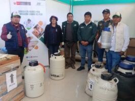 INIA transfiere 2,850 pajillas de semen bovino para fortalecer la ganadería en Apurímac INIA transfiere 2,850 pajillas de semen bovino para fortalecer la ganadería en Apurímac