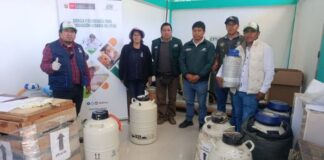 INIA transfiere 2,850 pajillas de semen bovino para fortalecer la ganadería en Apurímac INIA transfiere 2,850 pajillas de semen bovino para fortalecer la ganadería en Apurímac