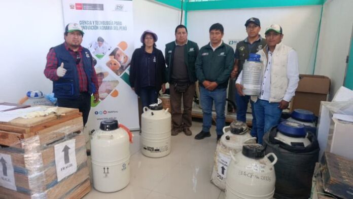 INIA transfiere 2,850 pajillas de semen bovino para fortalecer la ganadería en Apurímac