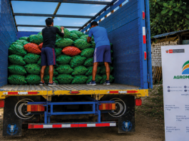 Productores de Tumbes venden 16 toneladas de limón a la agroindustria Productores de Tumbes venden 16 toneladas de limón a la agroindustria
