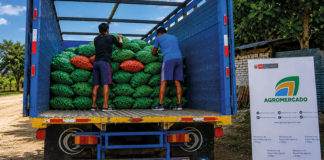 Productores de Tumbes venden 16 toneladas de limón a la agroindustria Productores de Tumbes venden 16 toneladas de limón a la agroindustria
