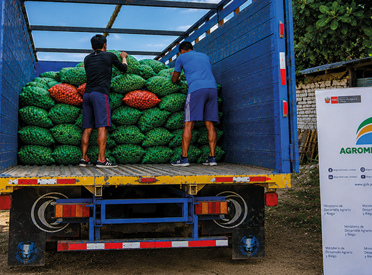 Productores de Tumbes venden 16 toneladas de limón a la agroindustria Productores de Tumbes venden 16 toneladas de limón a la agroindustria