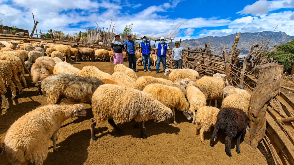 Piura: fortalecen la sanidad y alimentación de más de 800 ovinos en Huarmaca Más de 800 ovinos reciben atención técnica para fortalecer la producción ganadera en Huarmaca