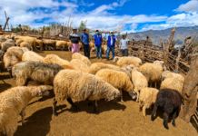 Piura: fortalecen la sanidad y alimentación de más de 800 ovinos en Huarmaca Más de 800 ovinos reciben atención técnica para fortalecer la producción ganadera en Huarmaca