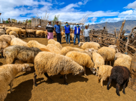 Piura: fortalecen la sanidad y alimentación de más de 800 ovinos en Huarmaca Más de 800 ovinos reciben atención técnica para fortalecer la producción ganadera en Huarmaca
