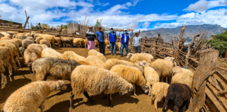 Piura: fortalecen la sanidad y alimentación de más de 800 ovinos en Huarmaca Más de 800 ovinos reciben atención técnica para fortalecer la producción ganadera en Huarmaca