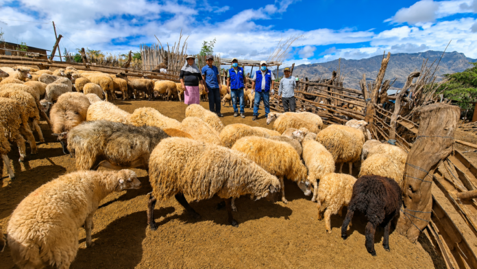Más de 800 ovinos reciben atención técnica para fortalecer la producción ganadera en Huarmaca Más de 800 ovinos reciben atención técnica para fortalecer la producción ganadera en Huarmaca