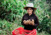 Jengibre peruano supera las 44 mil toneladas exportadas y fortalece su presencia global Jengibre peruano supera las 44 mil toneladas exportadas y fortalece su presencia global