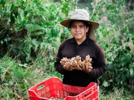 Jengibre peruano supera las 44 mil toneladas exportadas y fortalece su presencia global Jengibre peruano supera las 44 mil toneladas exportadas y fortalece su presencia global