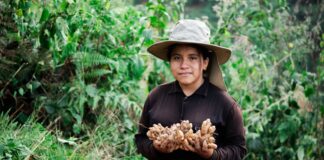 Jengibre peruano supera las 44 mil toneladas exportadas y fortalece su presencia global Jengibre peruano supera las 44 mil toneladas exportadas y fortalece su presencia global