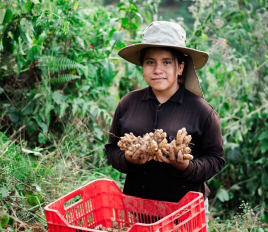 Jengibre peruano supera las 44 mil toneladas exportadas y fortalece su presencia global Jengibre peruano supera las 44 mil toneladas exportadas y fortalece su presencia global