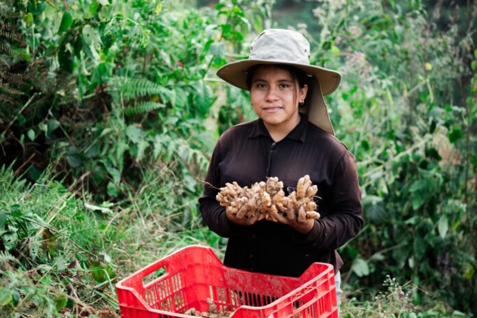 Jengibre peruano supera las 44 mil toneladas exportadas y fortalece su presencia global