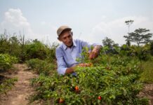 Gobierno destina US$ 26 millones para impulsar la comercialización de la agricultura familiar Gobierno destina US$ 26 millones para impulsar la comercialización de la agricultura familiar