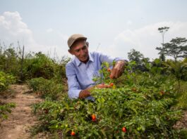Gobierno destina US$ 26 millones para impulsar la comercialización de la agricultura familiar Gobierno destina US$ 26 millones para impulsar la comercialización de la agricultura familiar