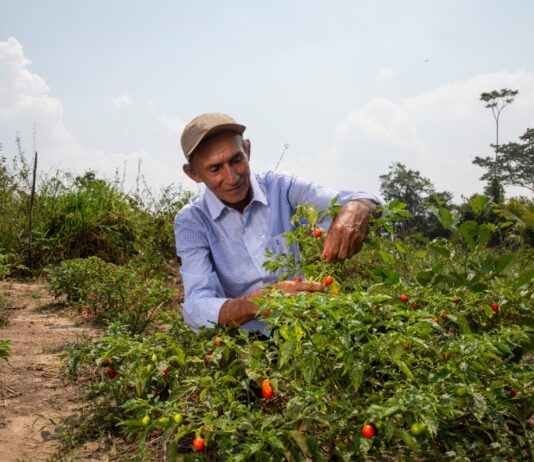 Gobierno destina US$ 26 millones para impulsar la comercialización de la agricultura familiar Gobierno destina US$ 26 millones para impulsar la comercialización de la agricultura familiar