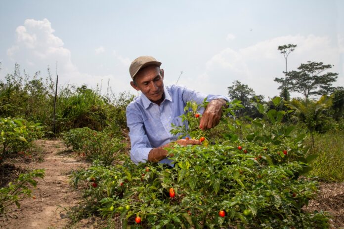 Gobierno destina US$ 26 millones para impulsar la comercialización de la agricultura familiar