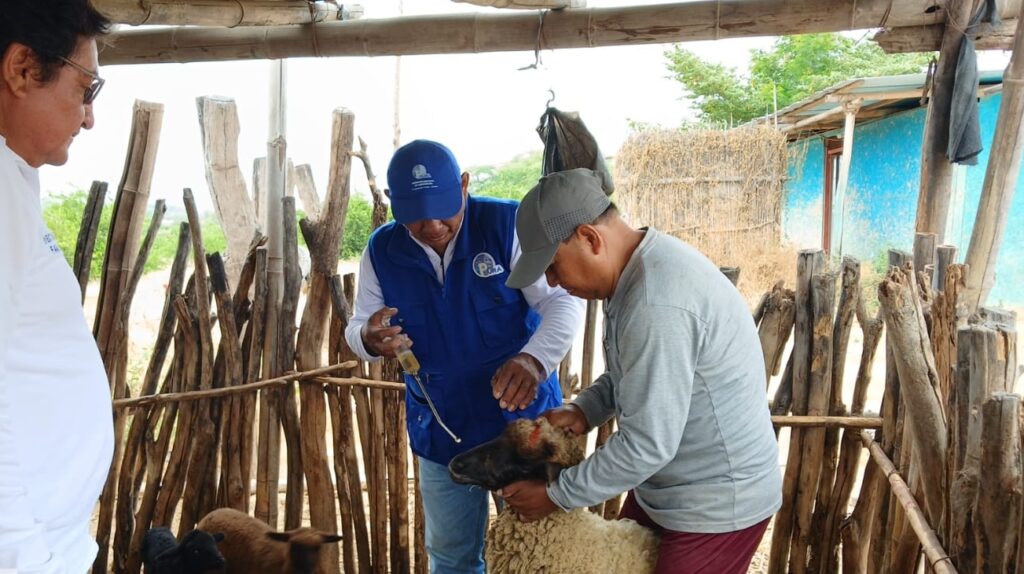Productores pecuarios de Piura reciben asistencia técnica para mejorar la genética del ganado