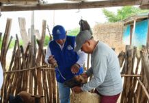 Productores pecuarios de Piura reciben asistencia técnica para mejorar la genética del ganado Productores pecuarios de Piura reciben asistencia técnica para mejorar la genética del ganado