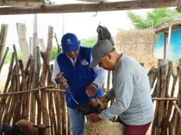 Productores pecuarios de Piura reciben asistencia técnica para mejorar la genética del ganado Productores pecuarios de Piura reciben asistencia técnica para mejorar la genética del ganado