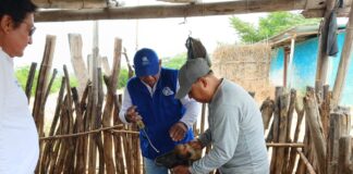 Productores pecuarios de Piura reciben asistencia técnica para mejorar la genética del ganado Productores pecuarios de Piura reciben asistencia técnica para mejorar la genética del ganado