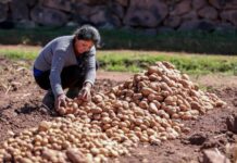 Siembras de papa, maíz amarillo duro y maíz choclo crecen durante la campaña agrícola 2025/2026 Siembras de papa, maíz amarillo duro y maíz choclo crecen durante la campaña agrícola 2025/2026