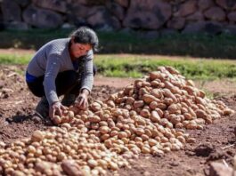 Siembras de papa, maíz amarillo duro y maíz choclo crecen durante la campaña agrícola 2025/2026 Siembras de papa, maíz amarillo duro y maíz choclo crecen durante la campaña agrícola 2025/2026