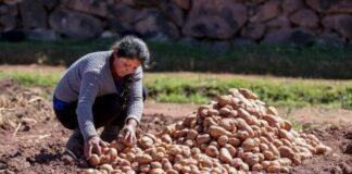 Siembras de papa, maíz amarillo duro y maíz choclo crecen durante la campaña agrícola 2025/2026 Siembras de papa, maíz amarillo duro y maíz choclo crecen durante la campaña agrícola 2025/2026