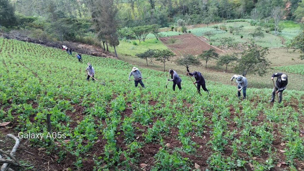 Piura: Más de 100 agricultores de Huarmaca mejoran el cultivo de arveja con asistencia técnica