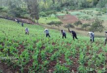 Piura: Más de 100 agricultores de Huarmaca mejoran el cultivo de arveja con asistencia técnica Piura: Más de 100 agricultores de Huarmaca mejoran el cultivo de arveja con asistencia técnica