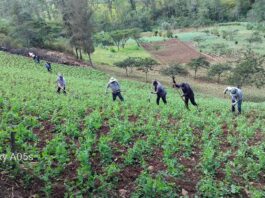 Piura: Más de 100 agricultores de Huarmaca mejoran el cultivo de arveja con asistencia técnica Piura: Más de 100 agricultores de Huarmaca mejoran el cultivo de arveja con asistencia técnica
