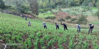 Piura: Más de 100 agricultores de Huarmaca mejoran el cultivo de arveja con asistencia técnica Piura: Más de 100 agricultores de Huarmaca mejoran el cultivo de arveja con asistencia técnica