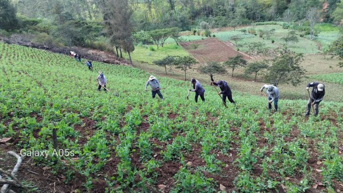 Piura: Más de 100 agricultores de Huarmaca mejoran el cultivo de arveja con asistencia técnica
